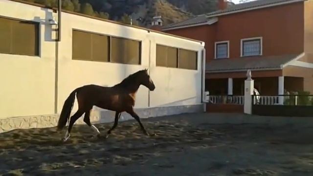 Андалузская лошадь, продана смотреть онлайн