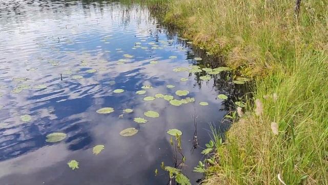 Щука загибает крючки! Поход на таежное озеро, ночевка в избе. смотреть онлайн