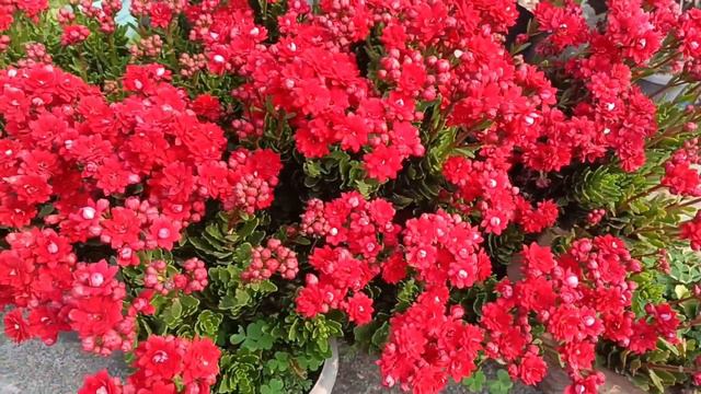 Kalanchoe me Jordaar phool lene ka ashan tarika केलांचु से जोरदार फूल लेने का आसान तरीका смотреть онлайн