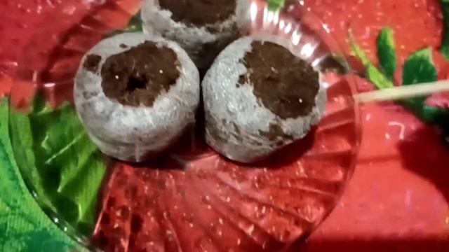 СЕМЕНА ЦВЕТОВ НА 2021 г.