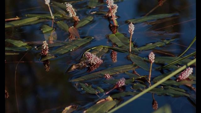 Пинега. Личное смотреть онлайн
