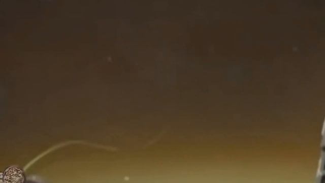 ТОП 6 Вымерших Животных Снятых на Камеру смотреть онлайн