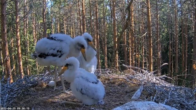 Must-toonekurg:ciconia nigra: SEASON 2022 IS OVER! Safe flight for everyone! смотреть онлайн