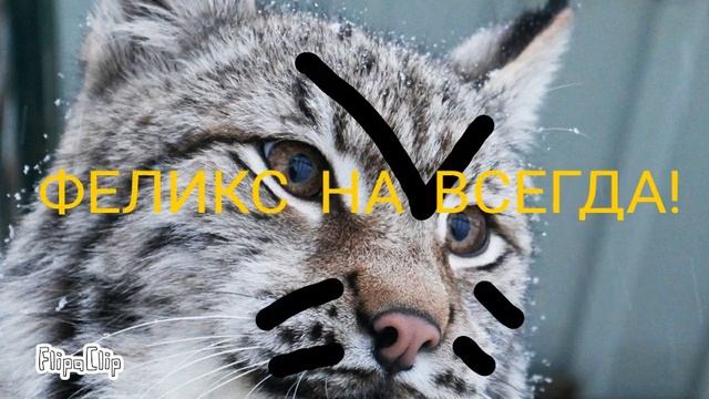 Реклама ФЕЛИКС НА ВСЕГДА! (Анимация) смотреть онлайн