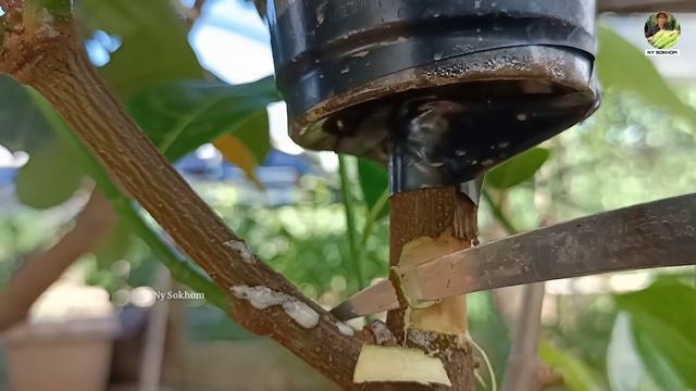 How to Air Layering JackFruit Tree |Any Tips that you didn't know how to grow jackfruit from cuttin смотреть онлайн