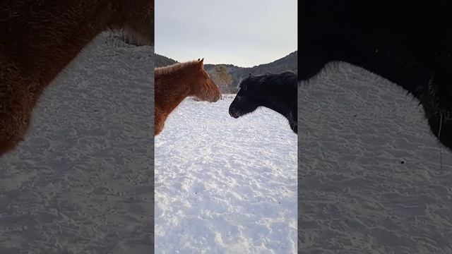 Утренняя разминка. смотреть онлайн
