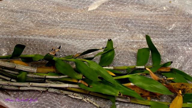 Last Orchid haul of the year смотреть онлайн