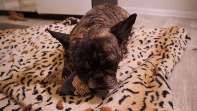 Как отучить французского бульдога КУСАТЬСЯ и грызть руки