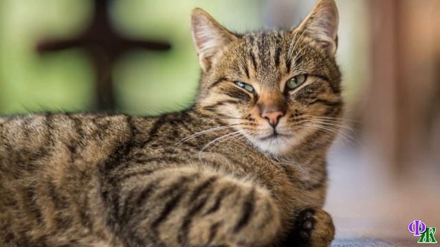 Кот Блин 1. «Врать – это хорошо или плохо? Но вот соврёшь, что не ел – и тебе ещё насыпают!» смотреть онлайн