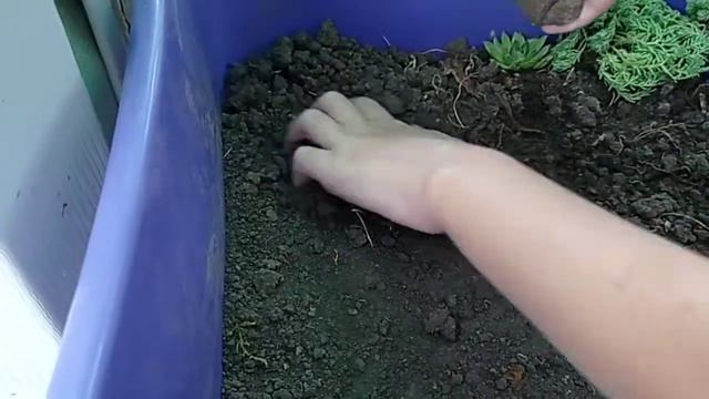 новый террариум для ящериц смотреть онлайн