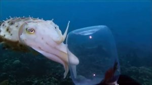 Каракатица – мастер маскировки и самый коварный хищник океана!