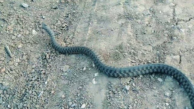 Водяной уж (Natrix tesellata). Не ядовитая змея! смотреть онлайн