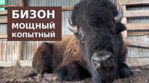 Бизон мощный копытный