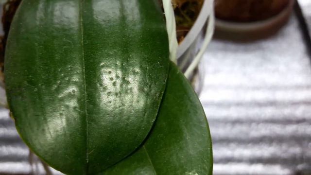 Phal.Zoro Amato мультифлора смотреть онлайн