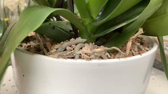 Секреты пересадки цветущей орхидеи фаленопсис. смотреть онлайн