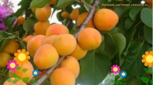 Абрикос обыкновенный Сын Краснощекого. Краткий обзор, описание prunus armeniaca Syn Krasnoshchekogo