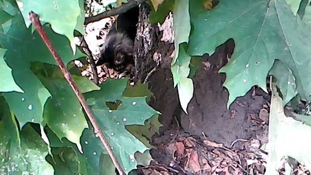 Кошка играет с мышкой смотреть онлайн