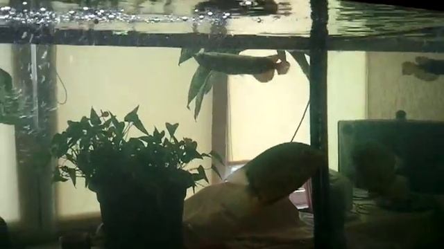 Австралийская Арована,Australian Arowana.Малек.