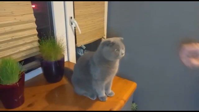 КОТ БАКС/КОМАНДУ СУЛИК ПРИНЯТЬ/BRITISH CAT. смотреть онлайн