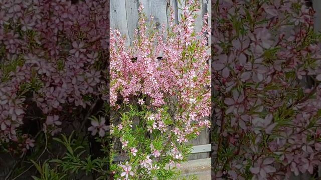 Минда́ль обыкновенный — кустарник или небольшое дерево из подрода Миндаль рода Слива. смотреть онлайн