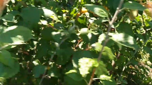 Абрикос- Ананасный. смотреть онлайн