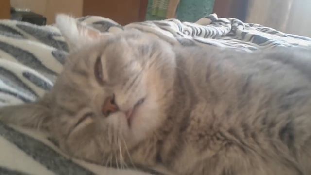 Мега прикол Кот говорит во сне смотреть до конца