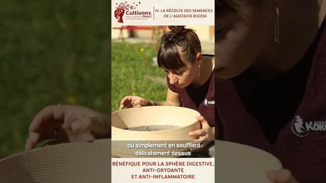 IV. Récoltes Des Semences D'Agastache Rugosa ! [Cultivons-Nous ! #3]
