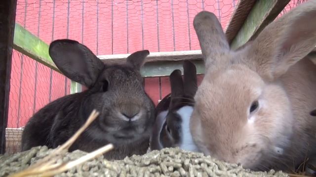 Feeding The Rabbits (Sony HDR CX360) смотреть онлайн