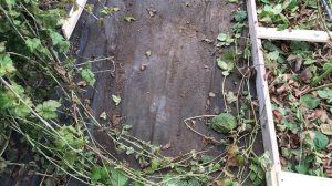 Ежемалина Тайберри - обрезка и формировка куста на шпалере