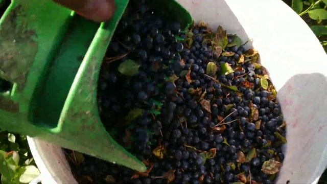 КАК БЫСТРО СОБИРАТЬ ЧЕРНИКУ. Быстрый Сбор Черники 10 литров ягоды за час. ЧЕРНИКА 2021. БЬЕМ РЕКОРД смотреть онлайн