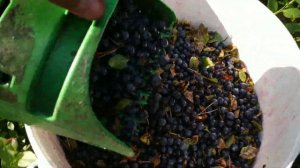 КАК БЫСТРО СОБИРАТЬ ЧЕРНИКУ. Быстрый Сбор Черники 10 литров ягоды за час. ЧЕРНИКА 2021. БЬЕМ РЕКОРД