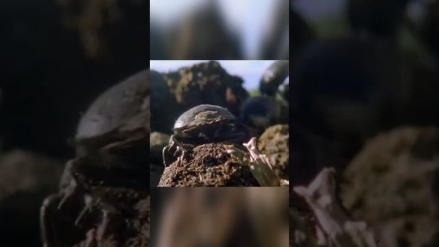 Куда катит шар этот самый сильный жук смотреть онлайн