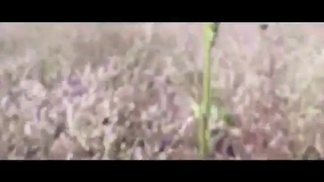 WWW Ленинград & на даче. РЕМИКС по мотивам произведений Шнурова смотреть онлайн