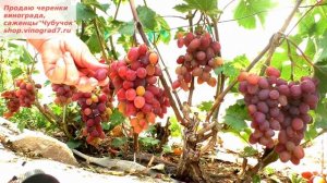 Виноград Прима- вот где есть ультраранний срок созревания и шикарный мускат и сахар!