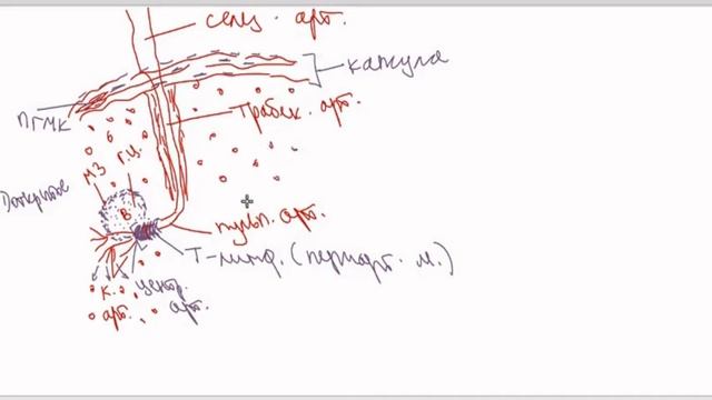 Гистологическое строение селезенки. Препарат: селезенка. Кровообращение селезенки.
