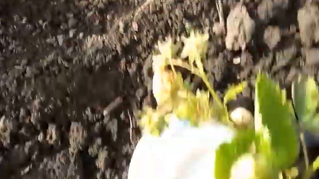 Спасаем клубнику от слизней . смотреть онлайн