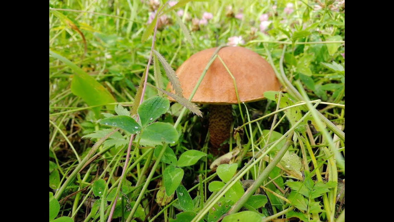 Начало грибного сезона, черника, костяника, лисички. Прогулка по лесу. #NIK_72 смотреть онлайн