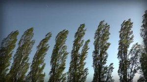 Strong Wind Blowing Through Trees (Natural White Noise/Relaxing Sound for Sleeping)