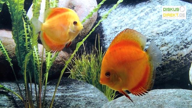 8 cm und 10 cm Stendker Flächig Feuerrot Diskusfische смотреть онлайн