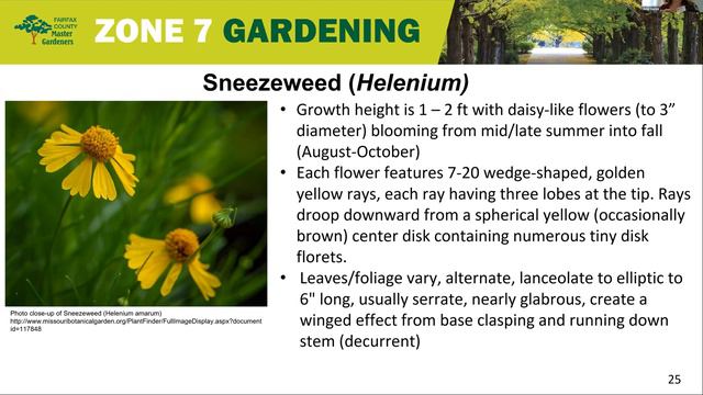 Five Summer blooming perennials смотреть онлайн