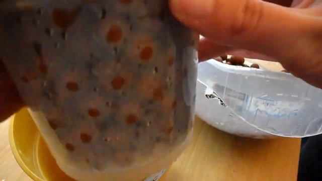 LECA HOUSEPLANT REPOT & CONVERT | Monstera Friedrichstalii & Philodendron Scandens in Hydroponics смотреть онлайн