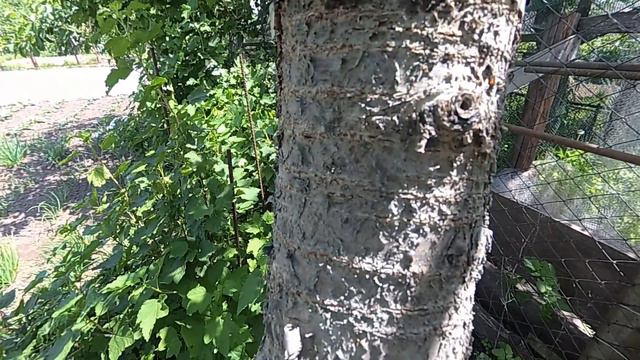 мой лучший способ от муровьев на деревьях смотреть онлайн