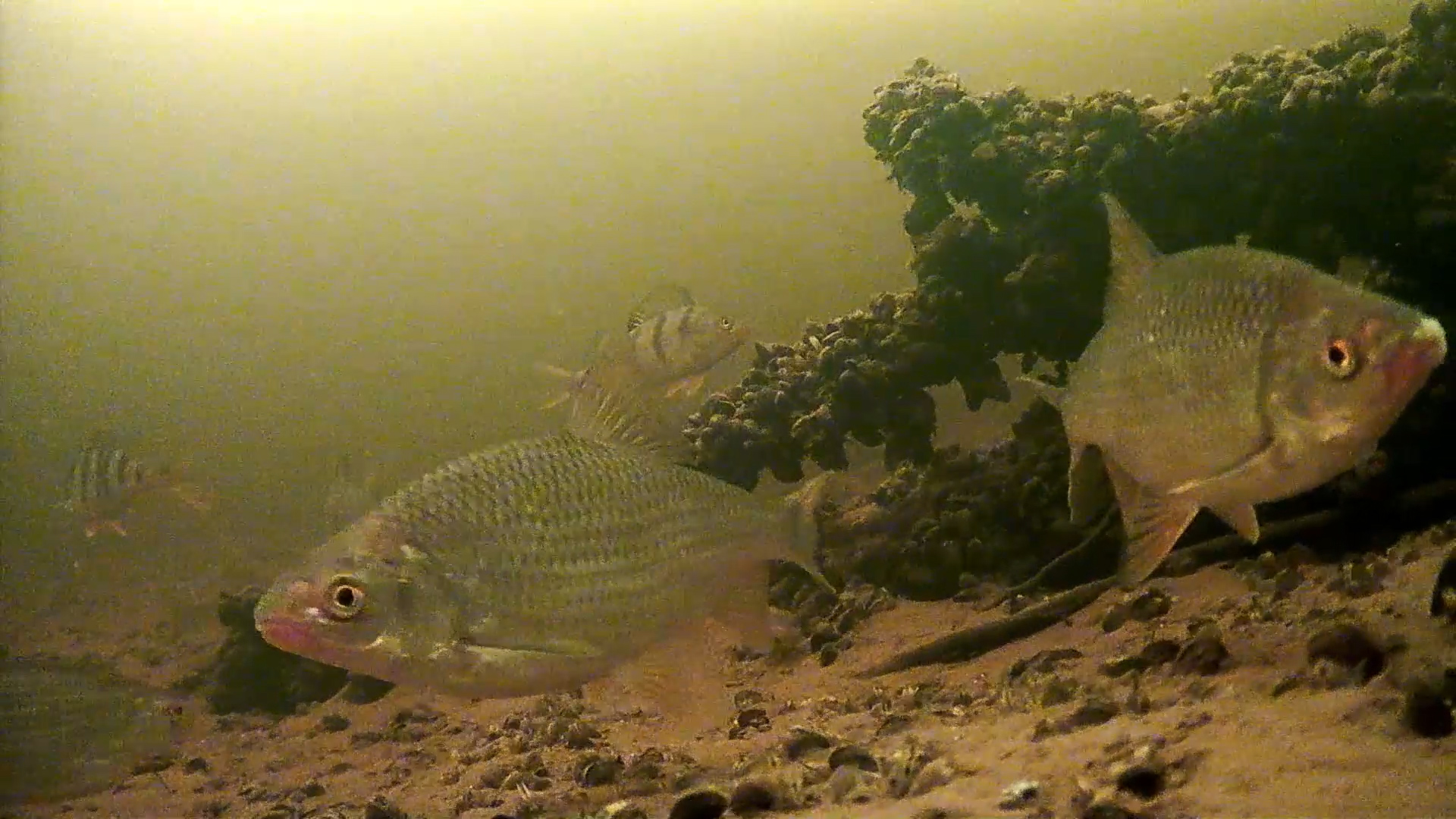 Зимняя рыбалка на Плотву и Окуня / Подводная съемка на рыбалке. смотреть онлайн