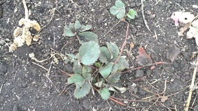 Як збільшити гаражні ворота// Що в саду, в огороді та навозі? смотреть онлайн