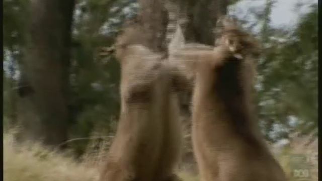 Eastern Grey Kangaroos Fighting смотреть онлайн