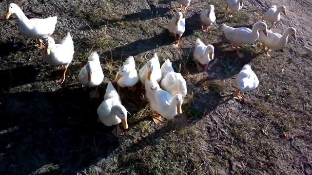 Утки атакуют смотреть онлайн