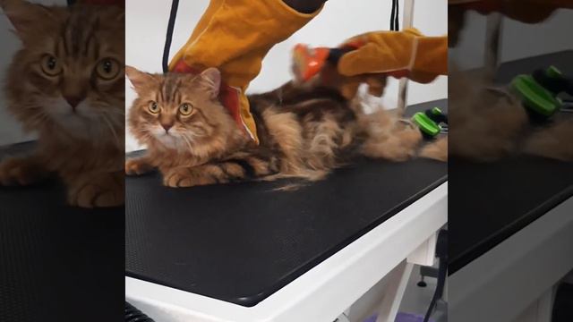 cat grooming \ mated hair смотреть онлайн