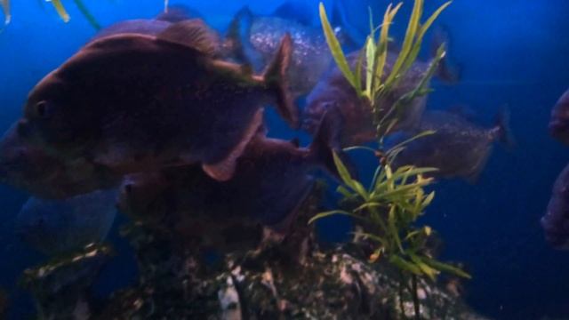 Кровожадные пираньи с анцитрусом смотреть онлайн