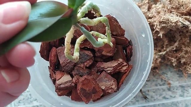 Пересадка и первый полив орхидеи SA -138. 2023г. смотреть онлайн