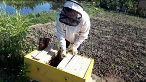 Методы расширения ульев лежаков. Сильные семьи. Что делать дальше?